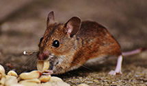 24 Hour & Emergency Exterminators in Jones Springs, WV